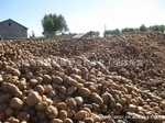 马铃薯-淀粉产量