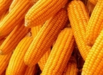黑龙江优质玉米