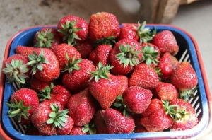 众禾草莓1