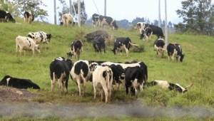 海林市种奶牛场