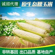 黑龙江哈尔滨东北速冻白玉米