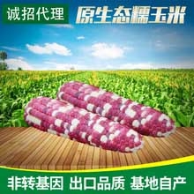 黑龙江哈尔滨花色玉米