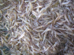 青虾