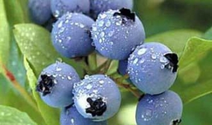益民蓝莓种植