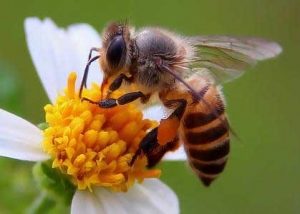 蜜蜂原种场