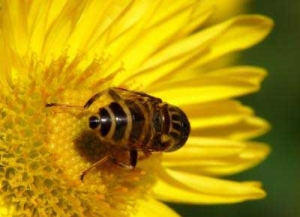 蜜蜂原种场