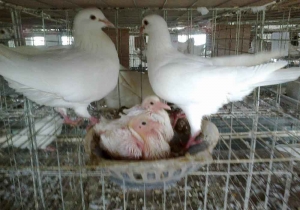 肉鸽养殖场