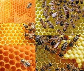 金谷养蜂