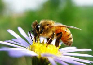 康之源养蜂