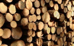 吉盛木材加工厂