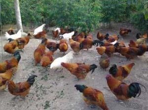吉林松原禽业养殖
