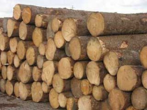吉林通化圣邦木材