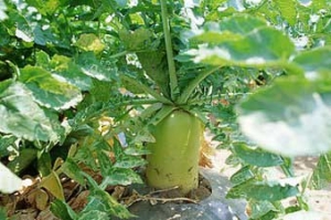 绿野新村蔬菜种植专业合作社