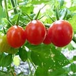 山东济南西红柿
