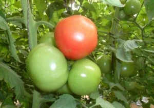 山东淄博西红柿