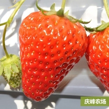 山东草莓基地直销无土草莓