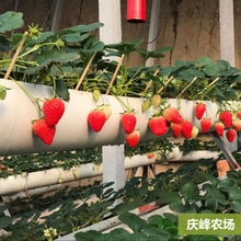 山东烟台水果种植基地供应无公害草莓