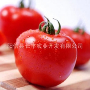 新鲜富硒西红柿