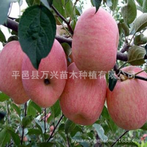 优质富士3苹果树苗