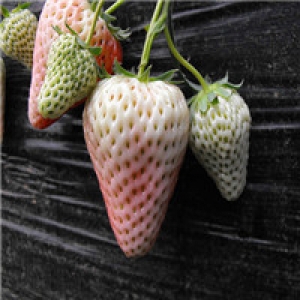 润丰草莓蓝莓3