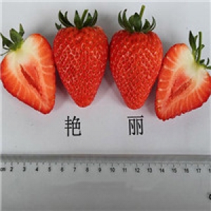 润丰草莓蓝莓5