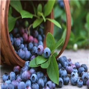 北国蓝莓