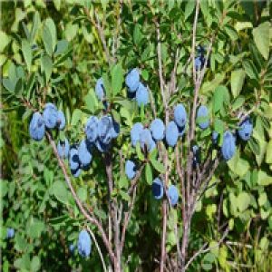 北国蓝莓2