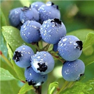 东悦蓝莓
