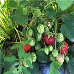 山东草莓4
