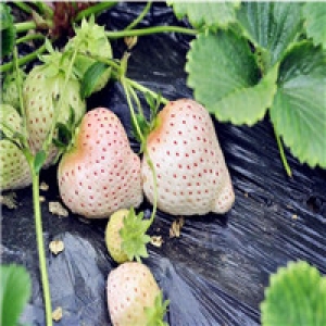 山东草莓6