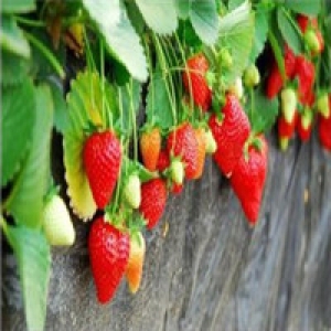 山东草莓7