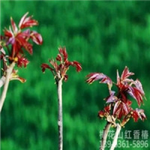 梅花山红香椿2