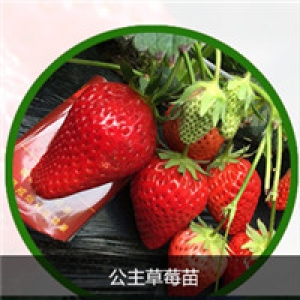 山东草莓2
