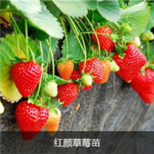 山东草莓3