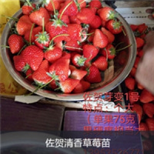 山东草莓5