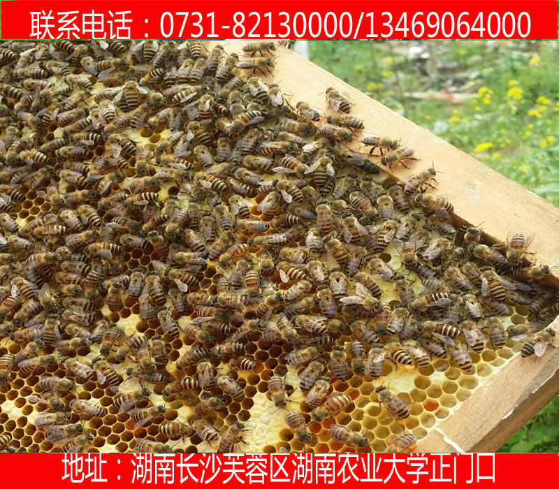 供应用于的张家界慈利县种蜂中蜂出售批发 慈利县养蜂技术培训咨询 中蜂种蜂蜜蜂意蜂具体位置在哪？地址/图片/电话/扶贫