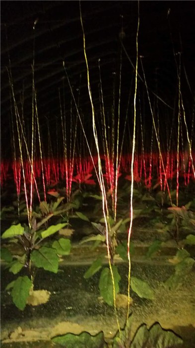 led植物生长灯