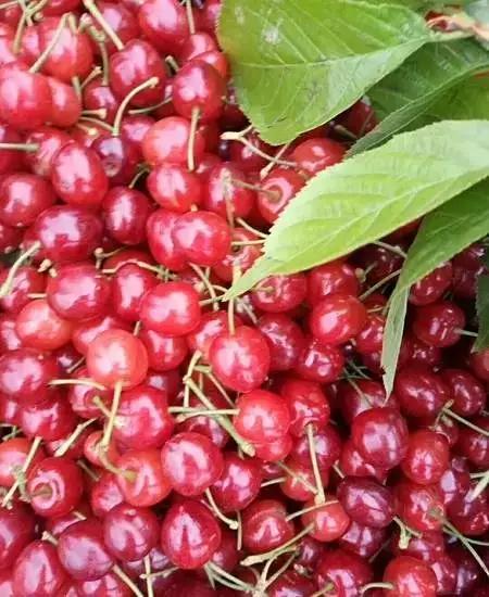 玛瑙红樱桃供应优质种苗玛瑙红樱桃苗价格