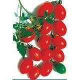 供应珍珠西红柿栽培技术/红珍珠西红柿种子/水果番茄种子价格