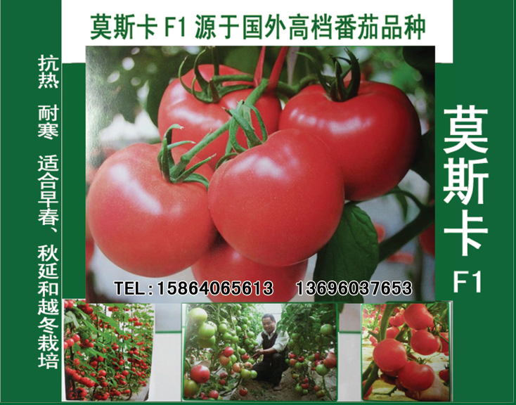 供应用于番茄基地种植的盛-奇莫斯卡番茄种子 抗热性强，适合早春， 秋延和越冬栽培