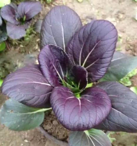 供应紫色小白菜新品种价格 紫色油菜种子 种子公司销售 特色蔬菜种子