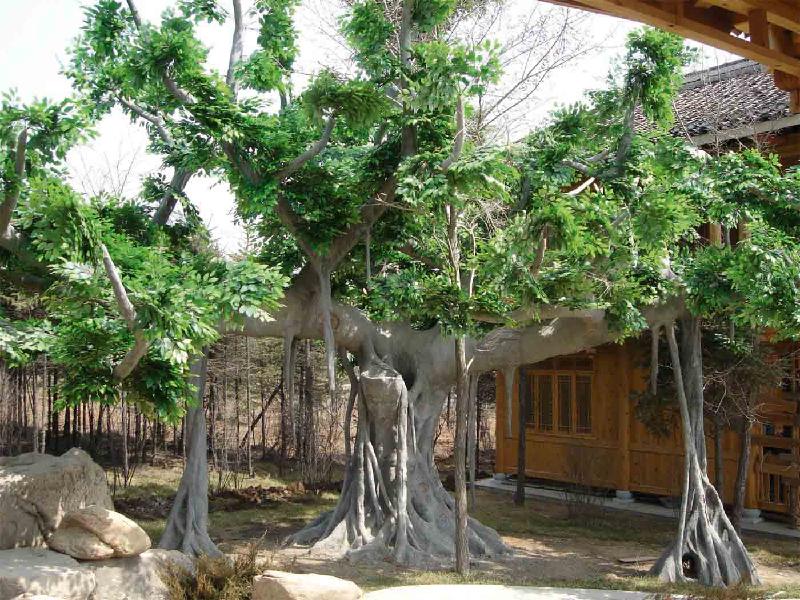 供应沭阳县生态园榕树施工园林景观假树高2.8米