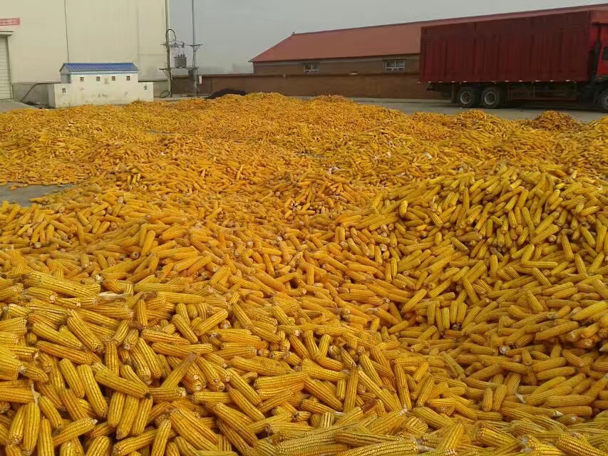 回收玉米|供应高