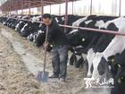 供应山西省忻州肉牛良种改良推广基地