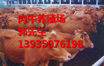 供应陕西育肥牛价格推广快速育肥技术