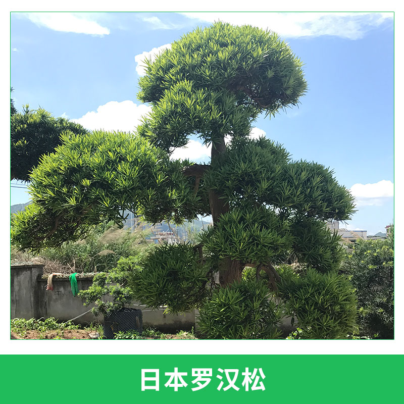 日本罗汉松园林庭园观赏树常绿针叶进口罗汉松造型罗汉杉盆景