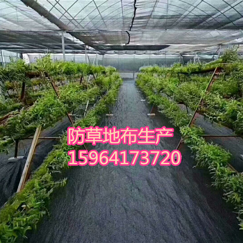 上海上海防草地布 聚丙防草地布生产厂家批发供应 抑草布