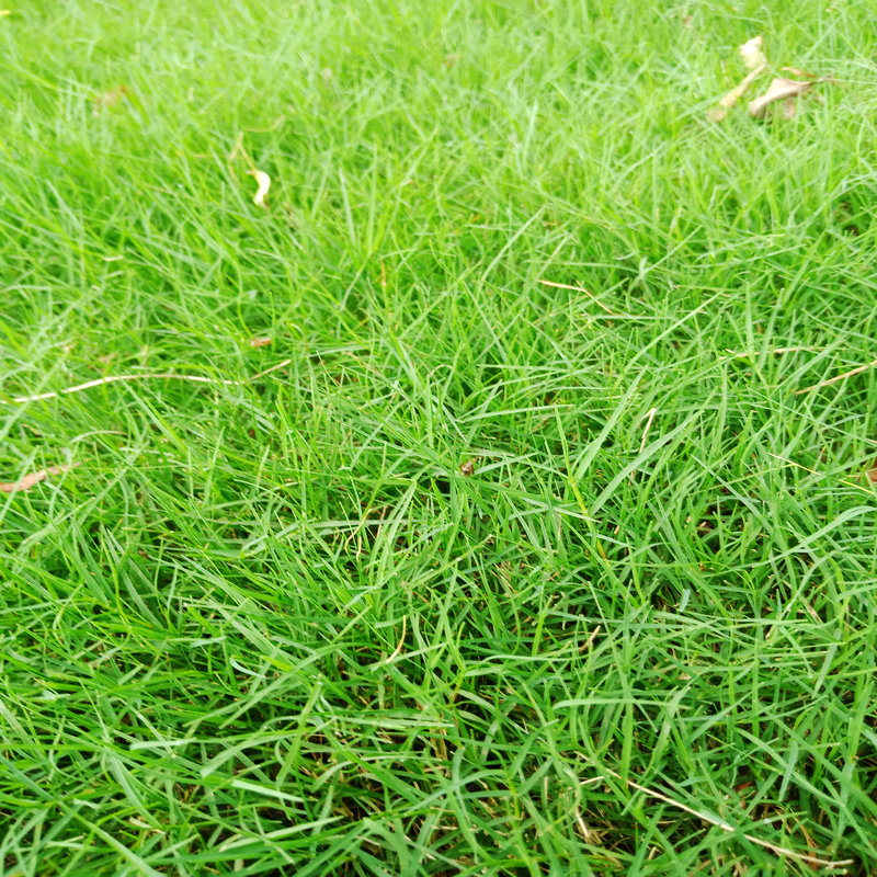 百慕大草卷草坪草皮人工种植 耐践踏 易生长绿色园林绿色草坪