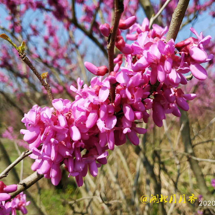 安徽紫荆树种植，