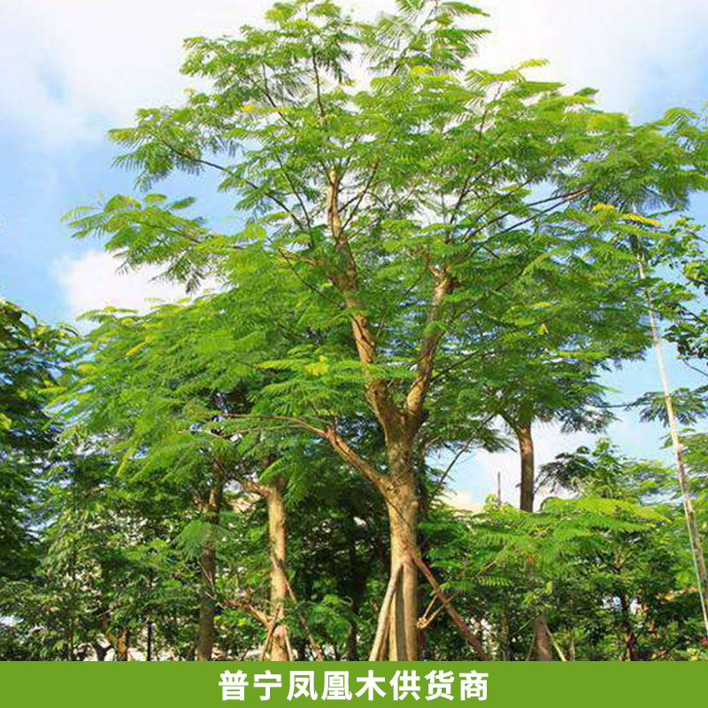 普宁凤凰木供货商现货直销 凤凰木(红花楹)树木园林 景观工程